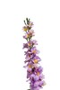 Миниатюра фото дельфиниум сиреневый garda decor 8j-17s0018/3 | 220svet.ru