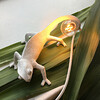 Миниатюра фото настенный светильник chameleon going up usb seletti | 220svet.ru
