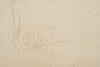 Миниатюра фото полотенце лирика модал экрю 50*90 garda decor 145ert-00609 | 220svet.ru