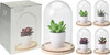 Миниатюра фото суккулент в горшке в стеклеgarda decor hz1002200 | 220svet.ru