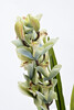 Миниатюра фото орхидея garda decor 29bj-911-33 | 220svet.ru